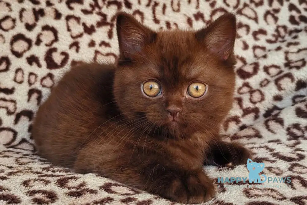 Mangus British Shorthair male chocolate live animals