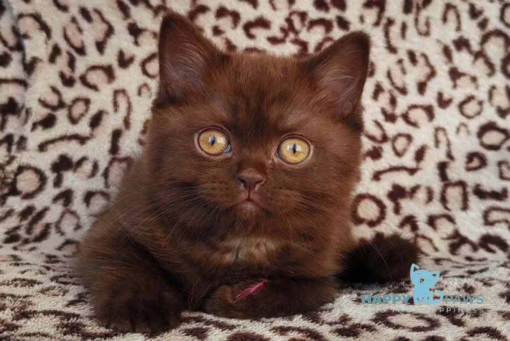 Mangus British Shorthair male chocolate live animals