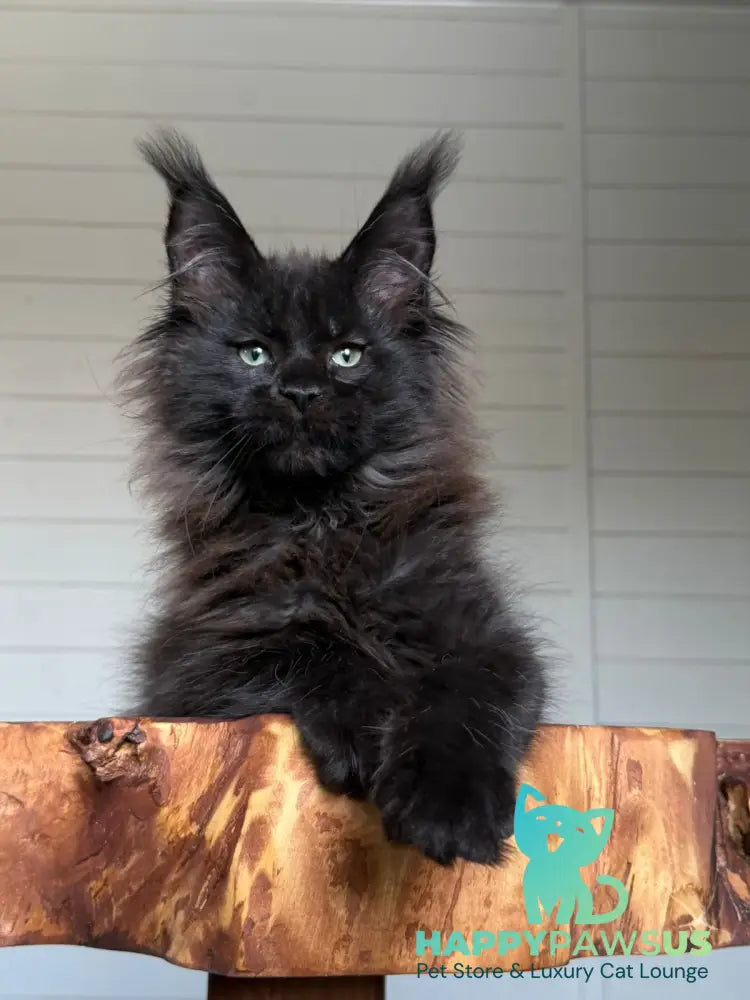 Manky Maine Coon male black live animals