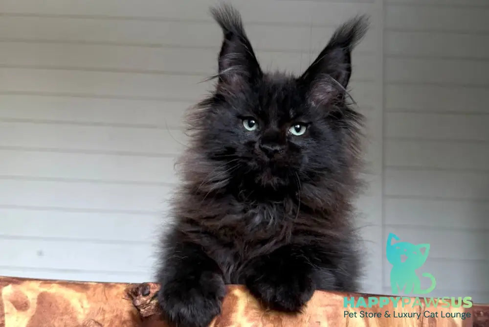 Manky Maine Coon male black live animals