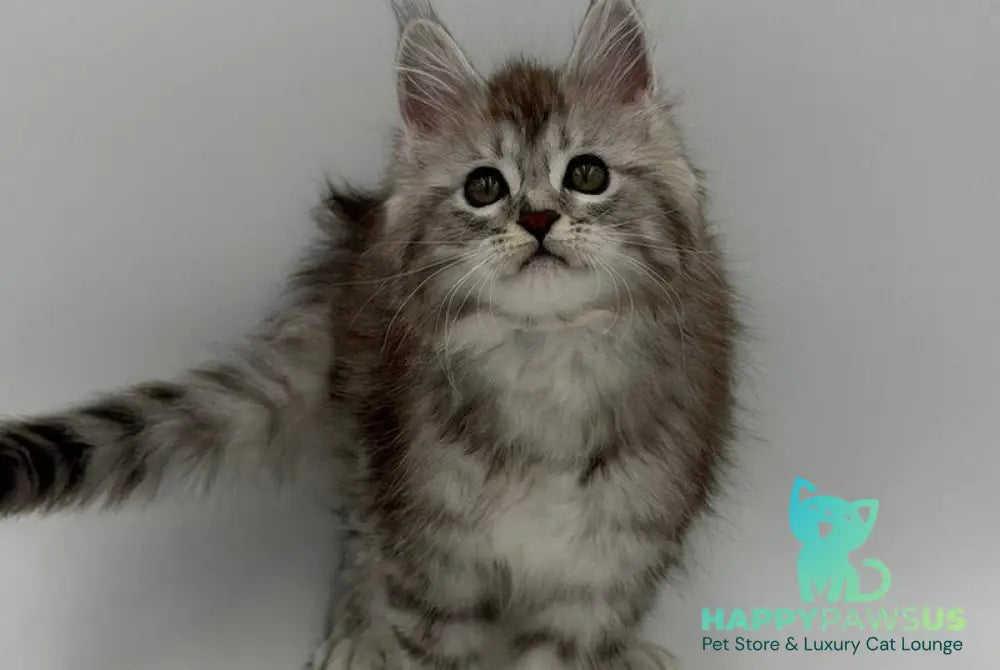 Mantra Maine Coon female black silver spotted tabby - live animals