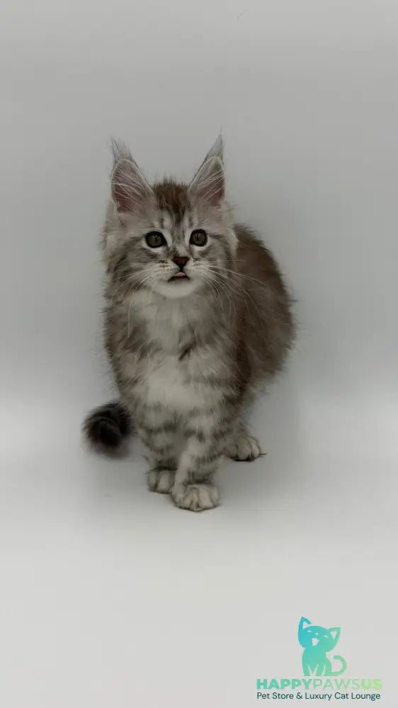 Mantra Maine Coon female black silver spotted tabby - live animals
