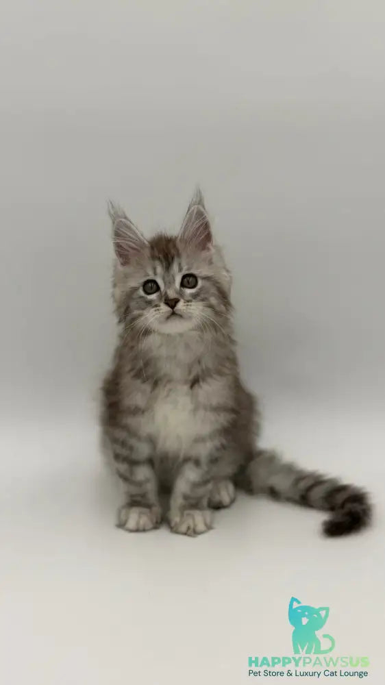 Mantra Maine Coon female black silver spotted tabby - live animals