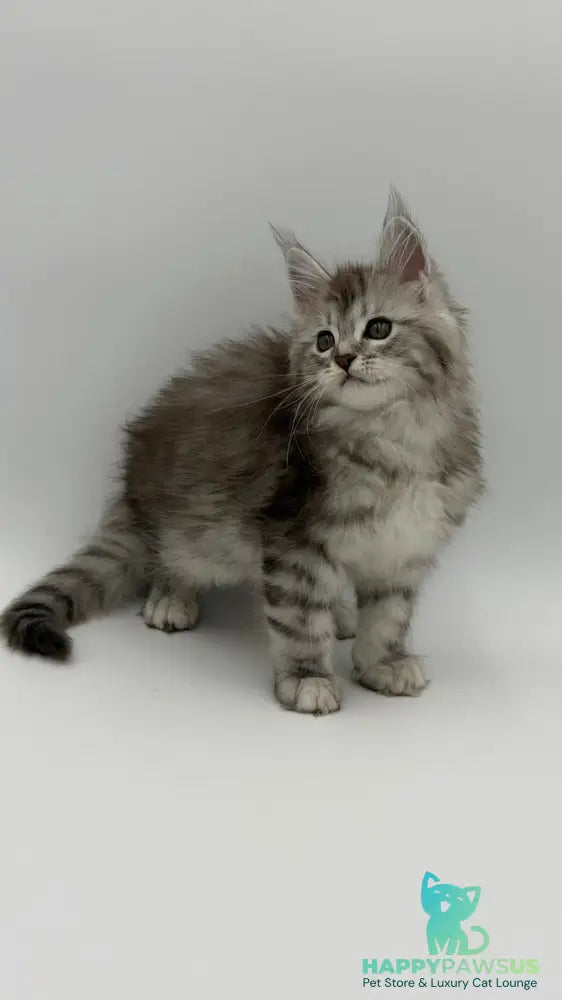 Mantra Maine Coon female black silver spotted tabby - live animals