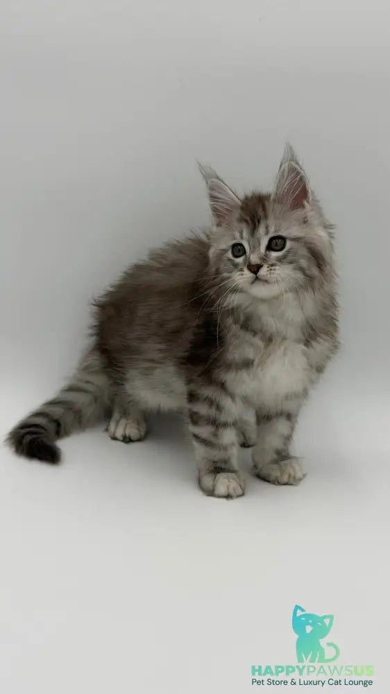 Mantra Maine Coon female black silver spotted tabby - live animals