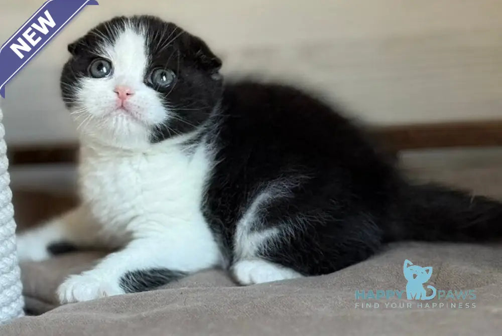 Manuel Scottish Fold male black bicolour live animals
