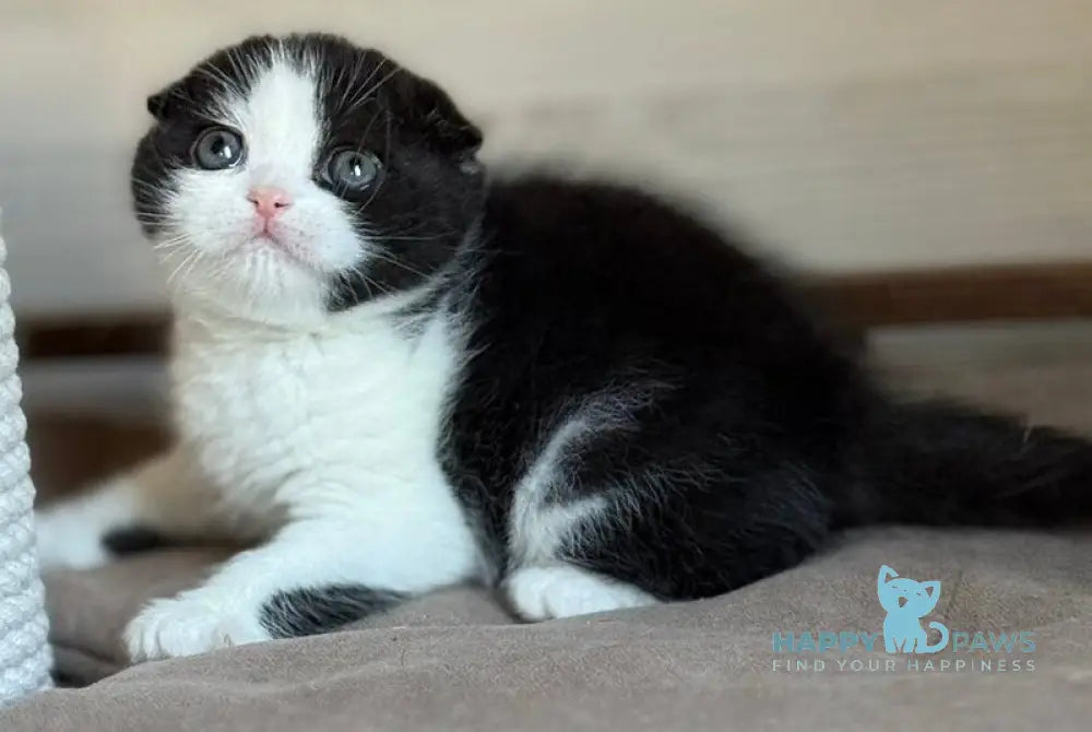 Manuel Scottish Fold male black bicolour live animals