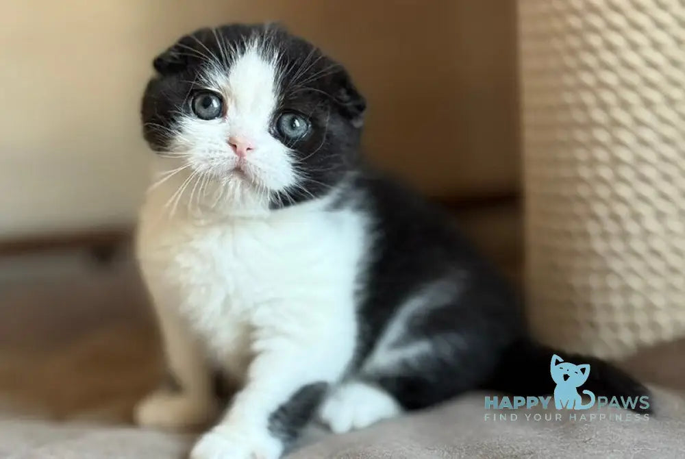 Manuel Scottish Fold male black bicolour live animals