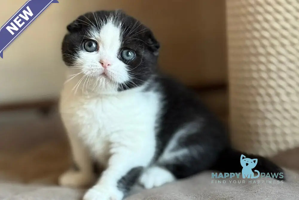 Manuel Scottish Fold male black bicolour live animals