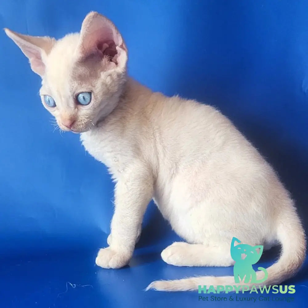 Marat Devon Rex male chocolate tabby pointed - live animals