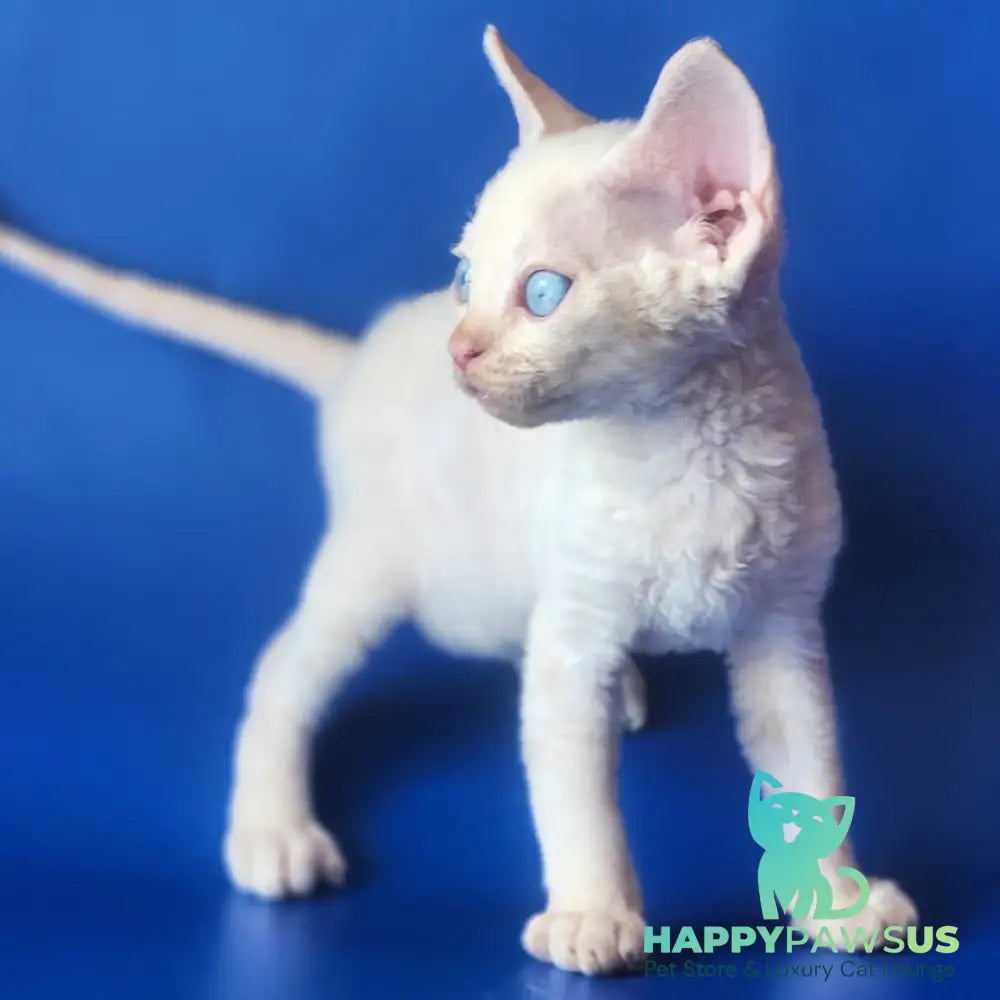 Marat Devon Rex male chocolate tabby pointed - live animals