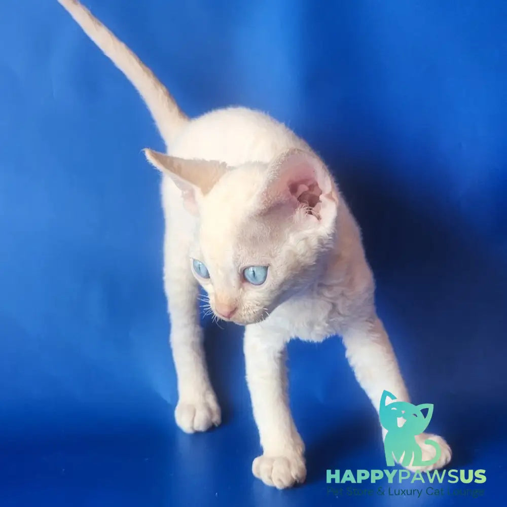 Marat Devon Rex male chocolate tabby pointed - live animals