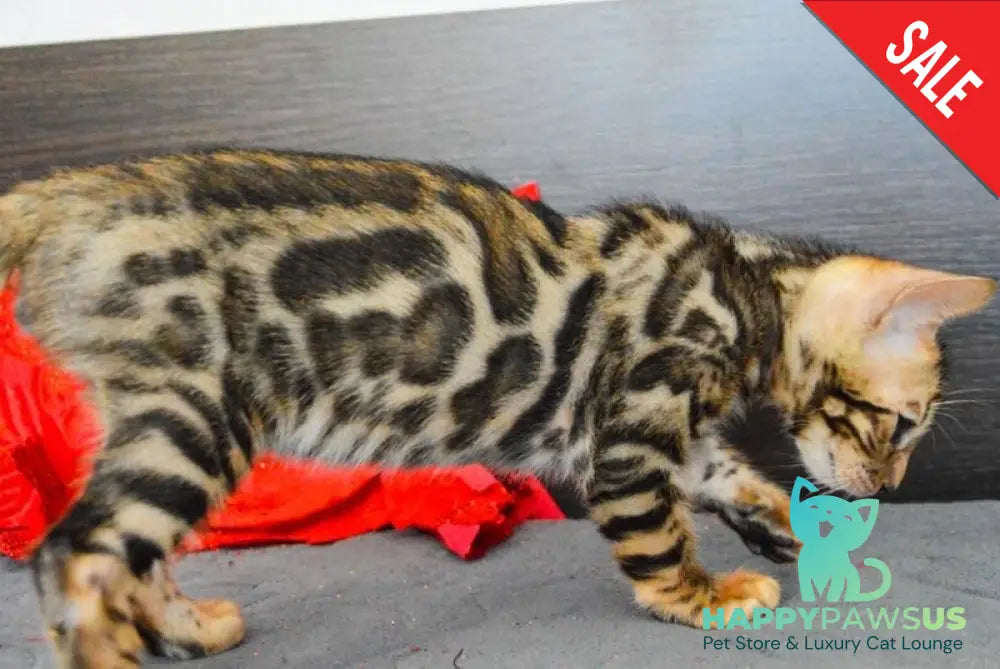 Marcel Bengal male black spotted tabby live animals
