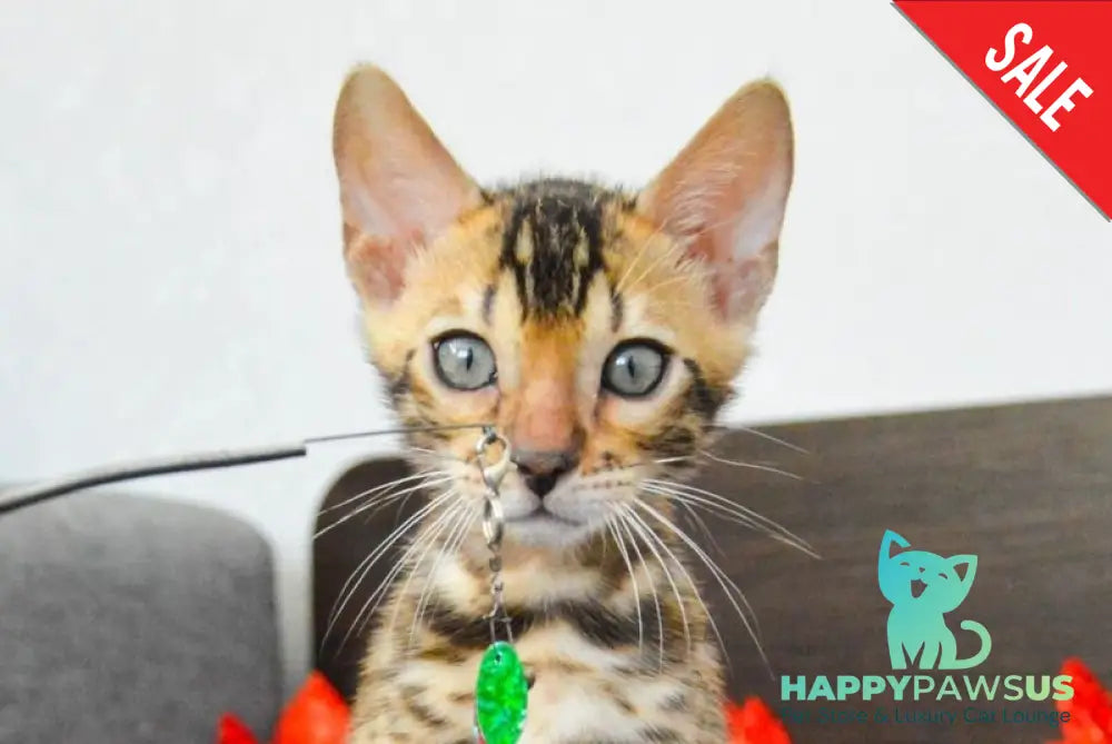 Marcel Bengal male black spotted tabby live animals