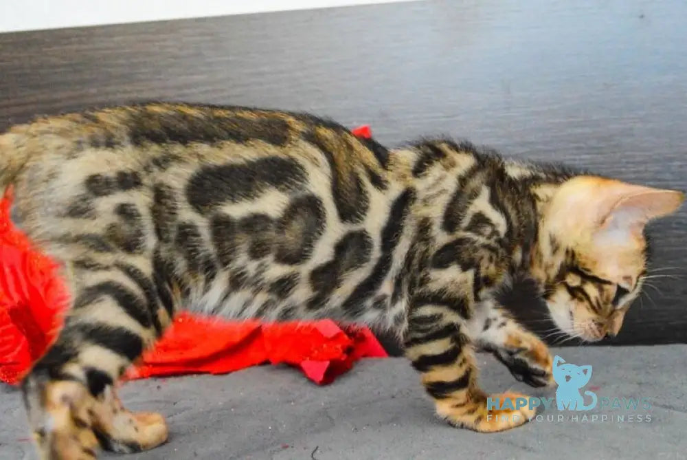 Marcel Bengal male black spotted tabby live animals
