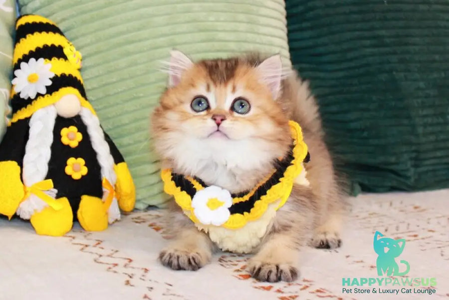 Marcel British Longhair male chocolate golden ticked tabby - live animals