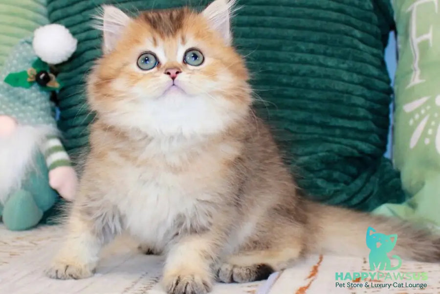 Marcel British Longhair male chocolate golden ticked tabby - live animals