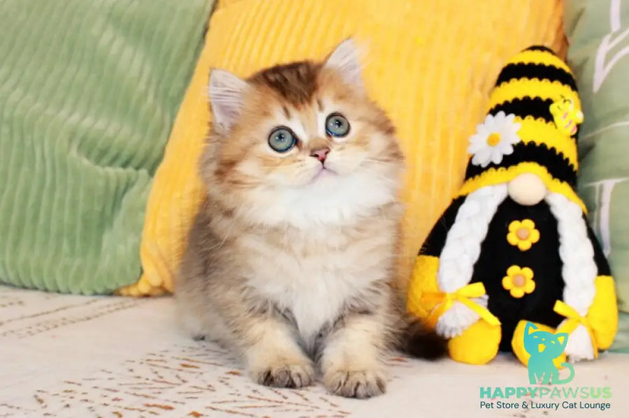 Marcel British Longhair male chocolate golden ticked tabby - live animals