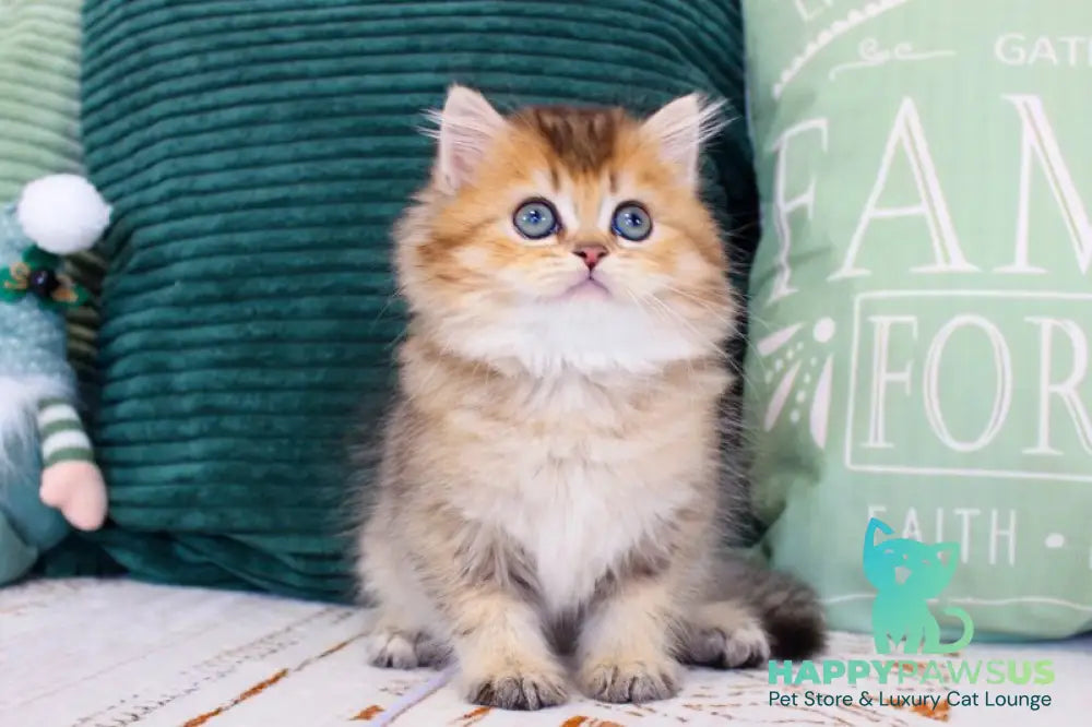 Marcel British Longhair male chocolate golden ticked tabby - live animals