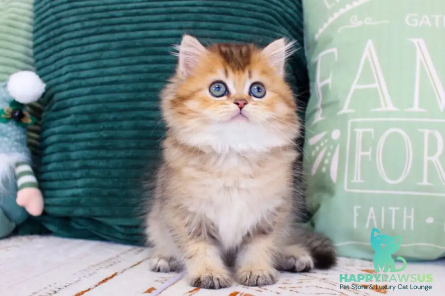 Marcel British Longhair male chocolate golden ticked tabby - live animals