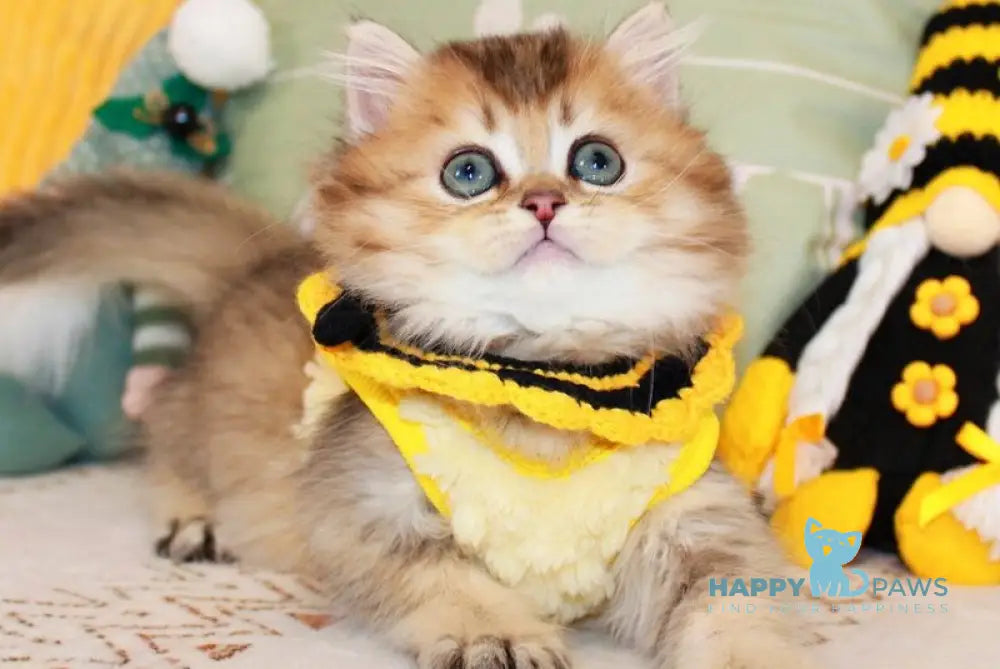 Marcel British Longhair male chocolate golden ticked tabby - live animals