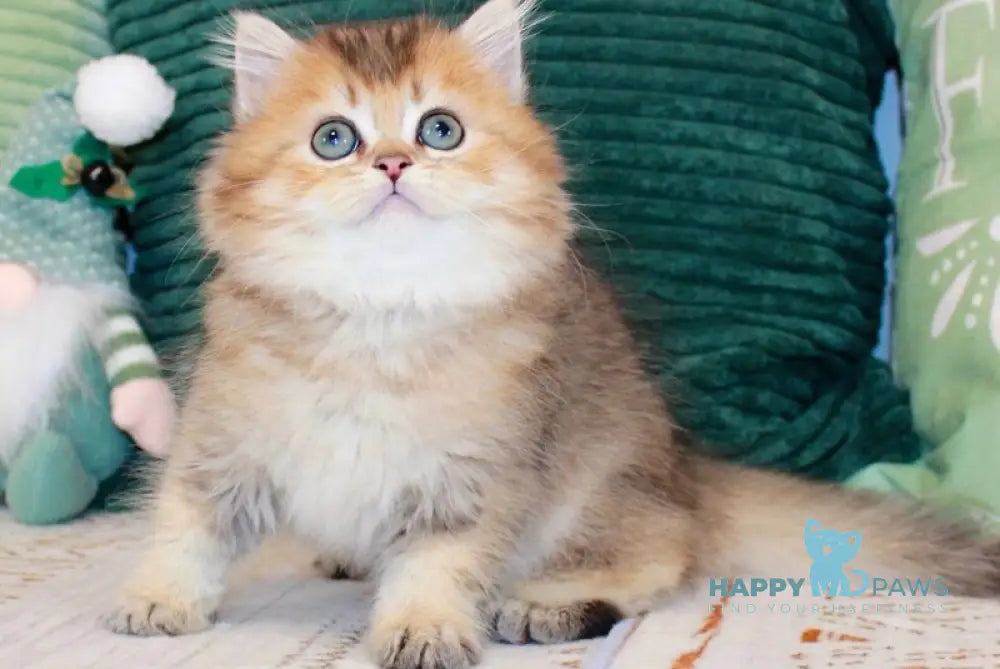 Marcel British Longhair male chocolate golden ticked tabby - live animals