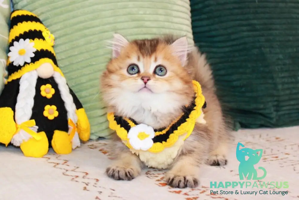 Marcel British Longhair male chocolate golden ticked tabby - live animals