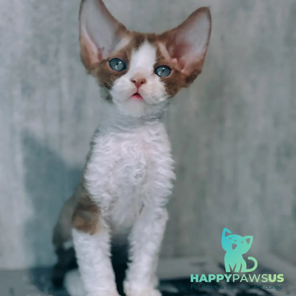 Marcel Devon Rex male cinnamon bicolour - live animals