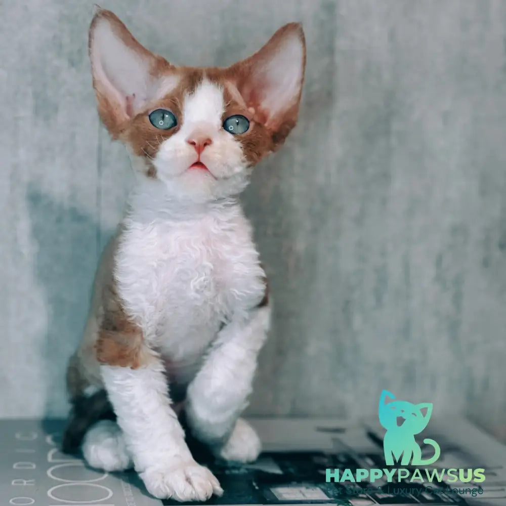Marcel Devon Rex male cinnamon bicolour - live animals