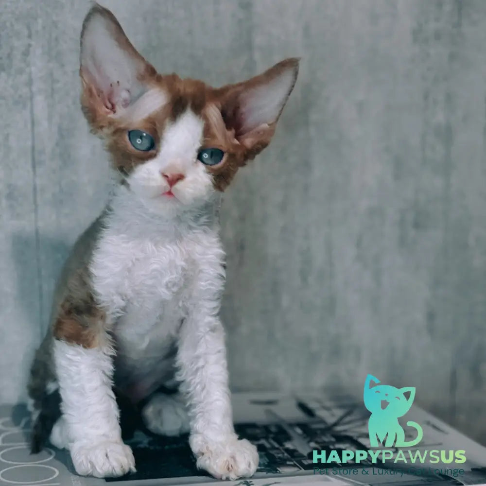Marcel Devon Rex male cinnamon bicolour - live animals