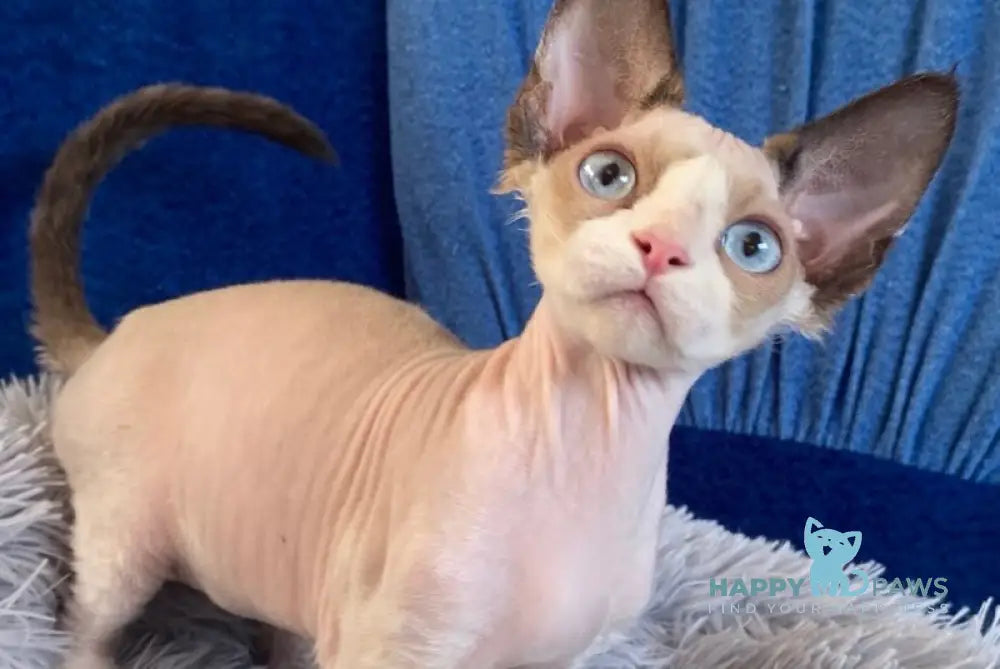Marcel Devon Rex male red bicolour pointed live animals