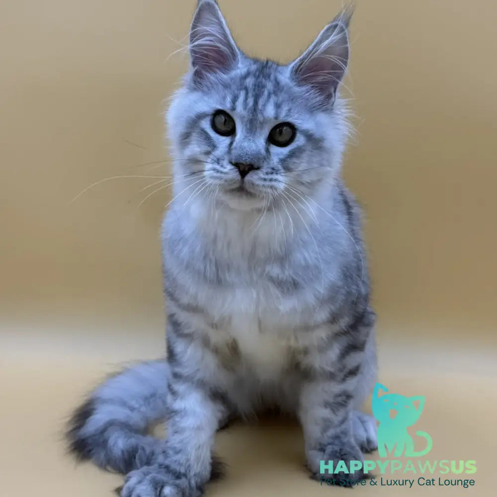 Marcel Maine Coon male black silver spotted tabby - live animals