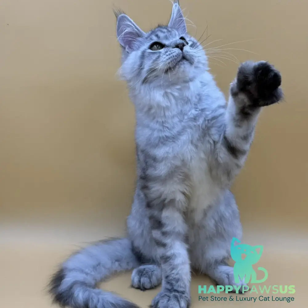 Marcel Maine Coon male black silver spotted tabby - live animals
