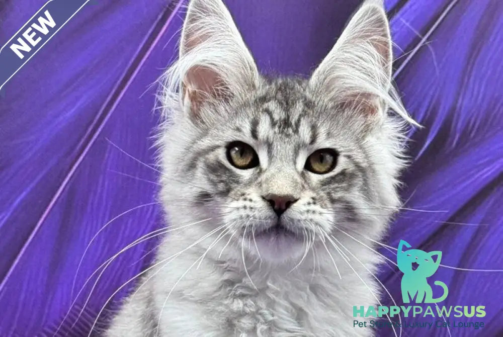 Marcel Maine Coon male black silver tabby - live animals