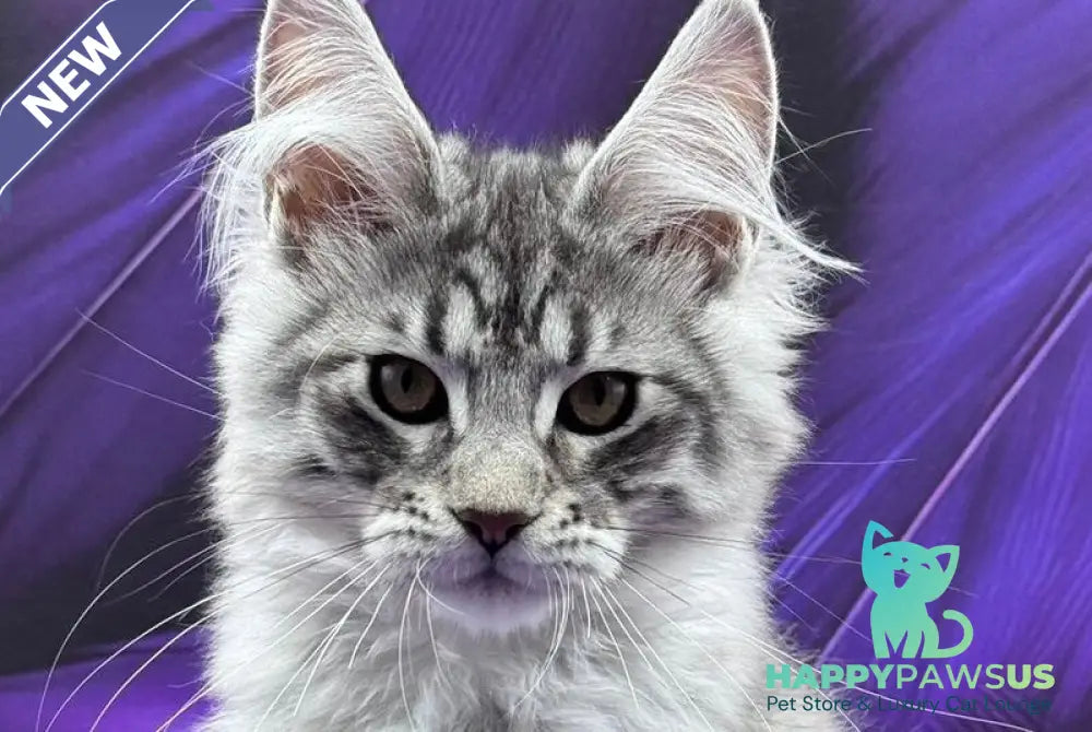 Marcel Maine Coon male black silver tabby - live animals