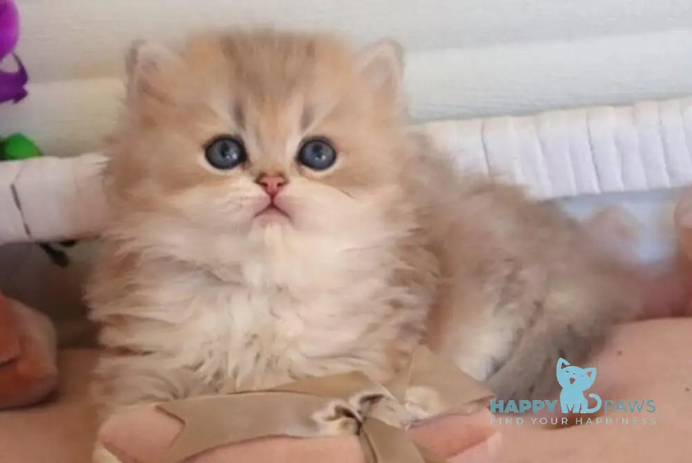 Marchello British Longhair male blue golden shaded - live animals