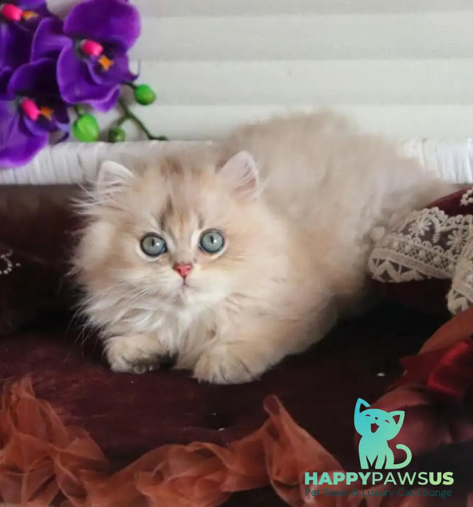 Marchello British Longhair male blue golden shaded - live animals