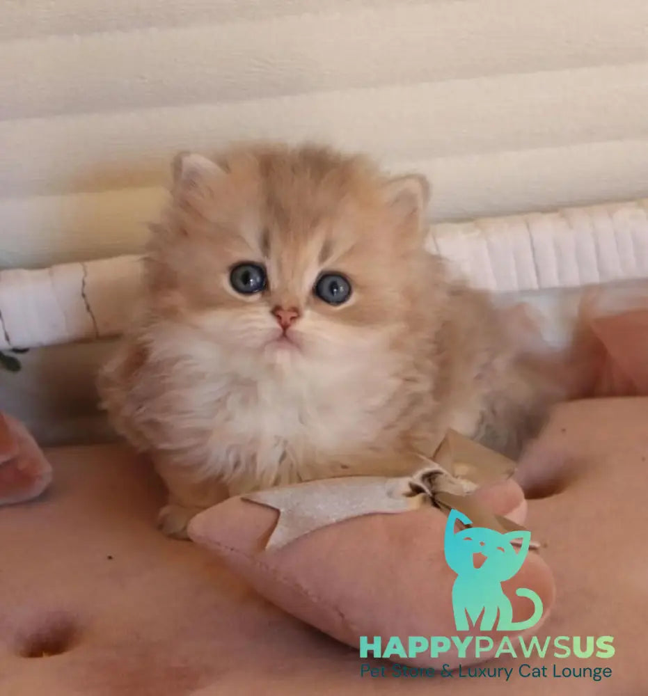 Marchello British Longhair male blue golden shaded - live animals