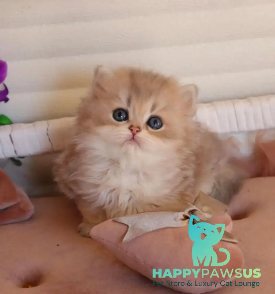 Marchello British Longhair male blue golden shaded - live animals