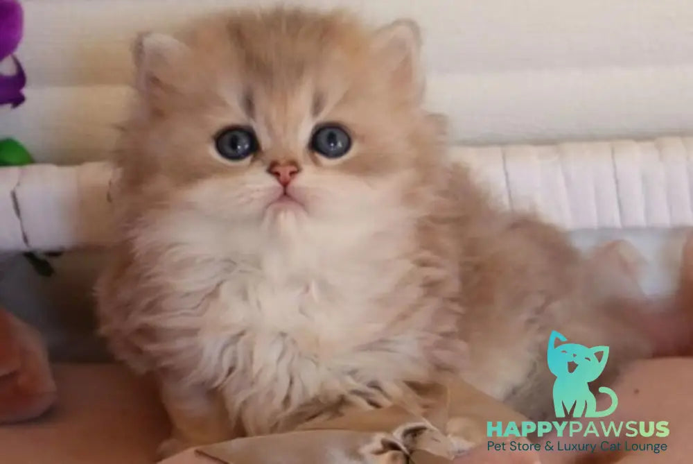 Marchello British Longhair male blue golden shaded - live animals
