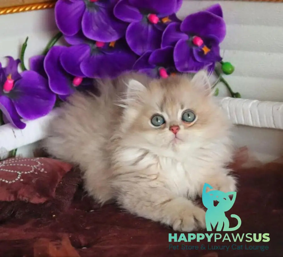 Marchello British Longhair male blue golden shaded - live animals