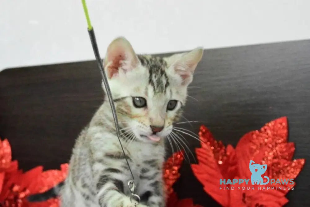 Marcus Bengal male black silver spotted tabby live animals