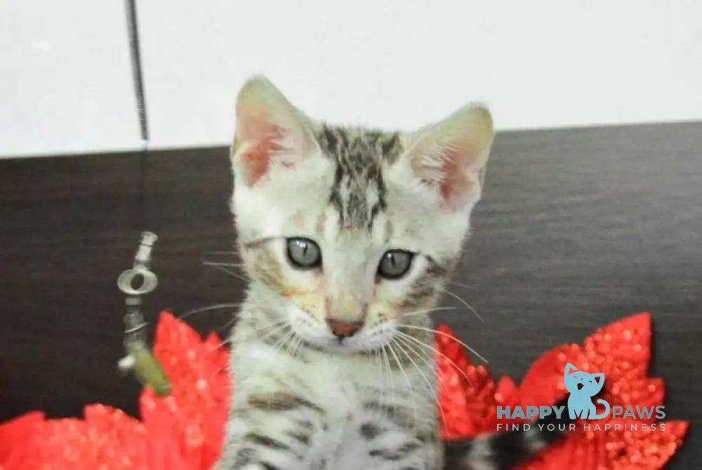 Marcus Bengal male black silver spotted tabby live animals