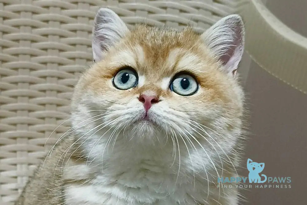 Marcus British Shorthair male black golden ticked tabby live animals