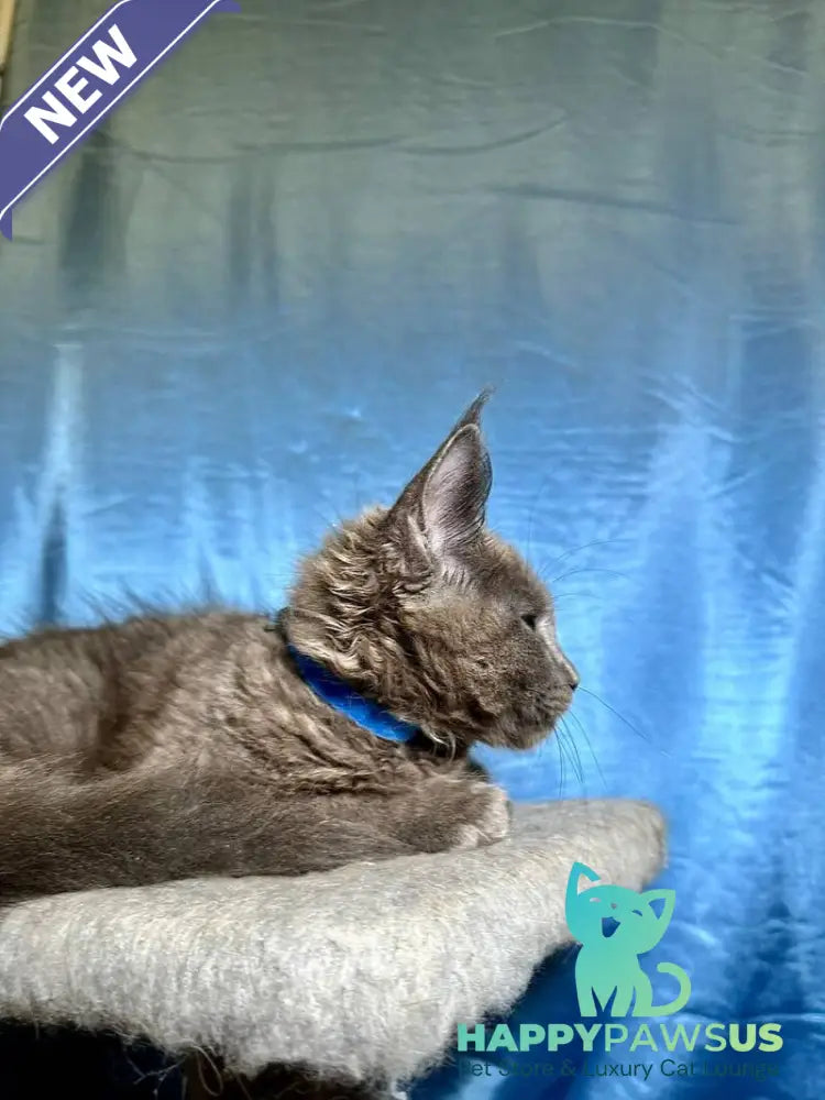 Marcus Maine Coon male blue - live animals
