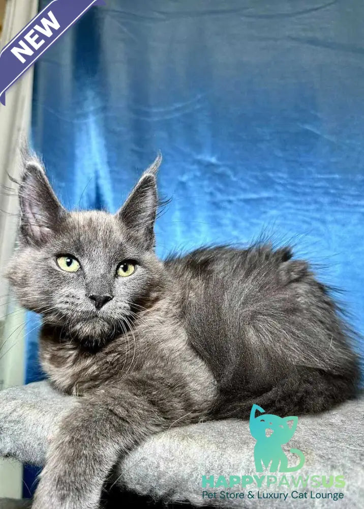 Marcus Maine Coon male blue - live animals