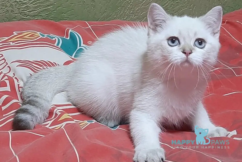 Marfusha Scottish Straight female black golden shaded pointed live animals