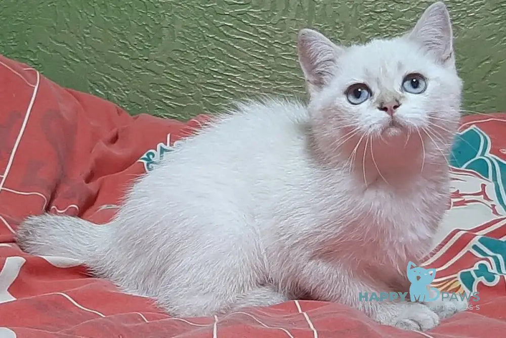 Marfusha Scottish Straight female black golden shaded pointed live animals