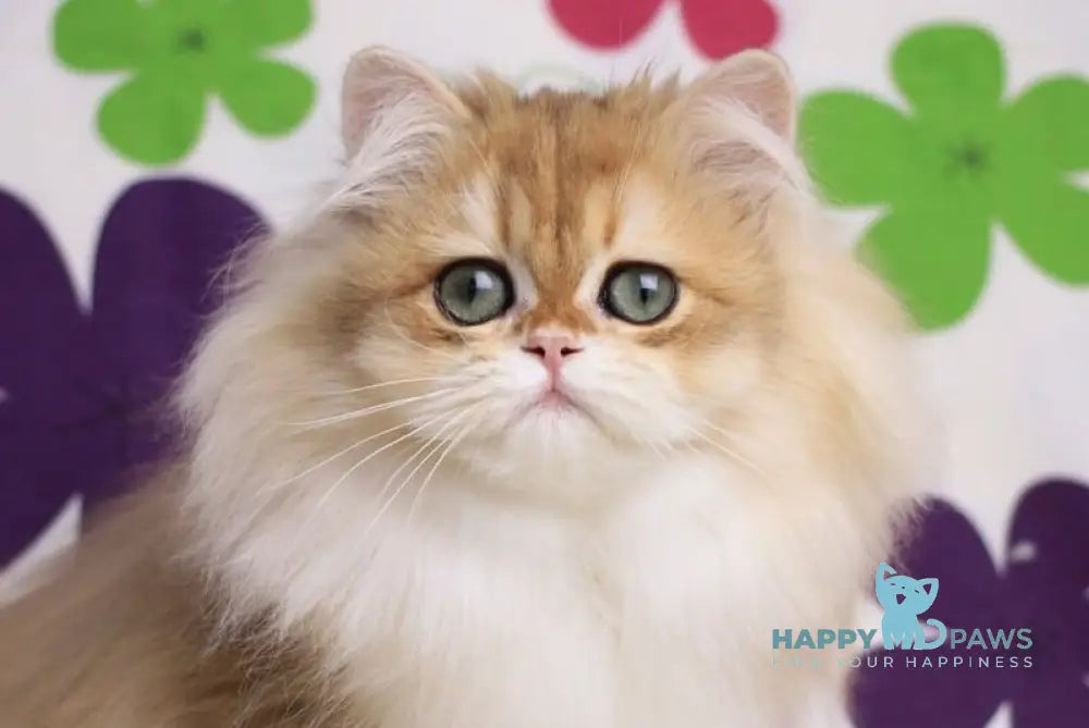 Margo British Longhair female black golden chinchilla live animals