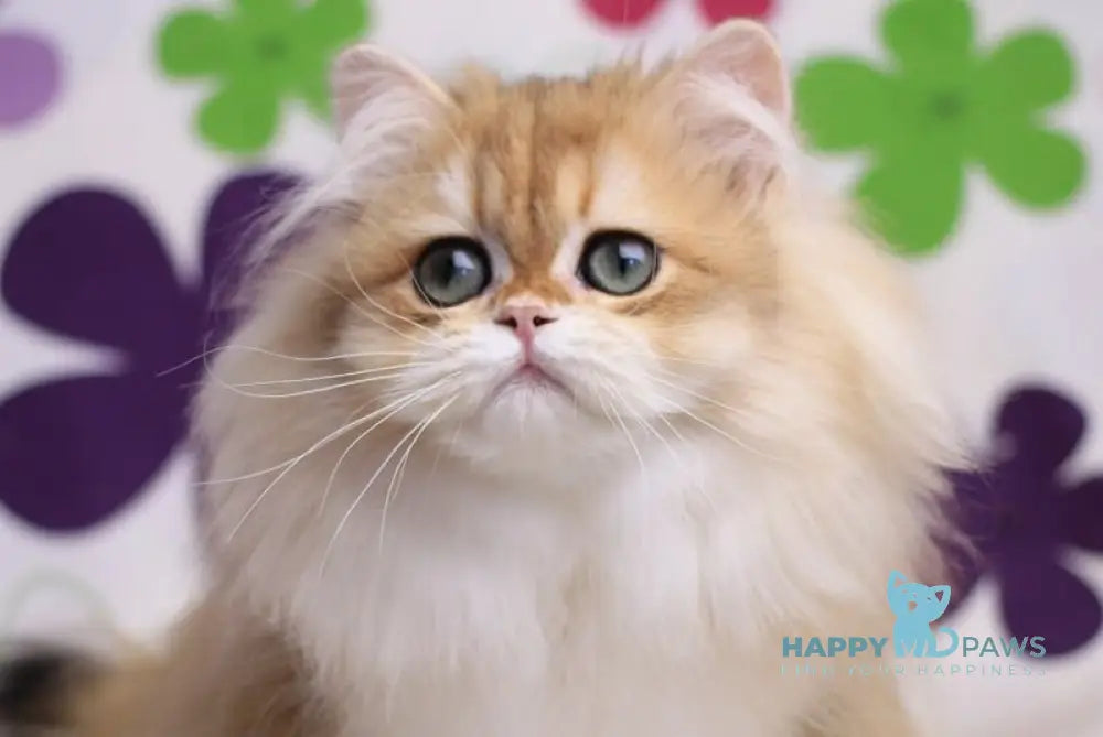 Margo British Longhair female black golden chinchilla live animals